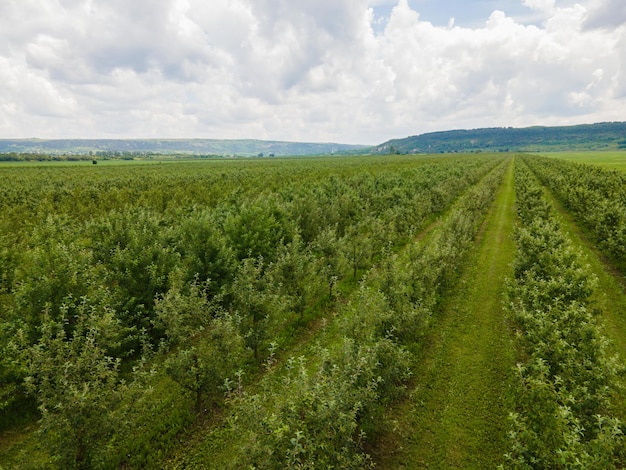 Amplos campos de plantação de maçã