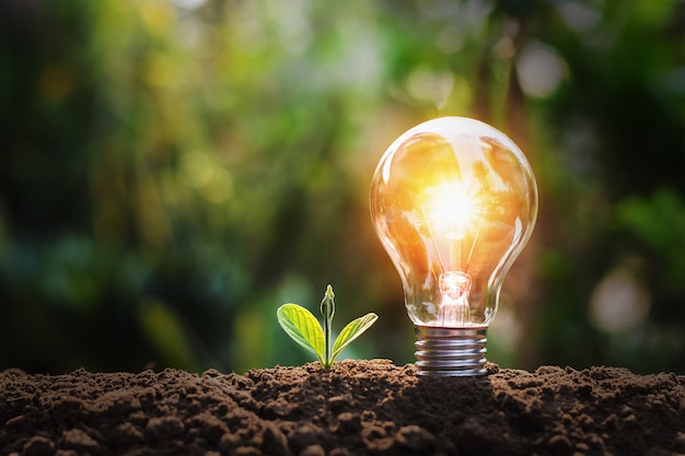 Foto ampola com pequena planta no solo e luz do sol. conceito de poupança de energia na natureza