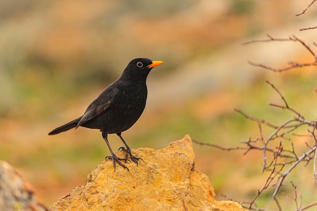 Amsel oder Turdus merula Singvogel der Familie Turdidae