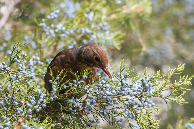 Amsel (Turdus merula) eurasische Amsel Weibchen sitzt im Baum