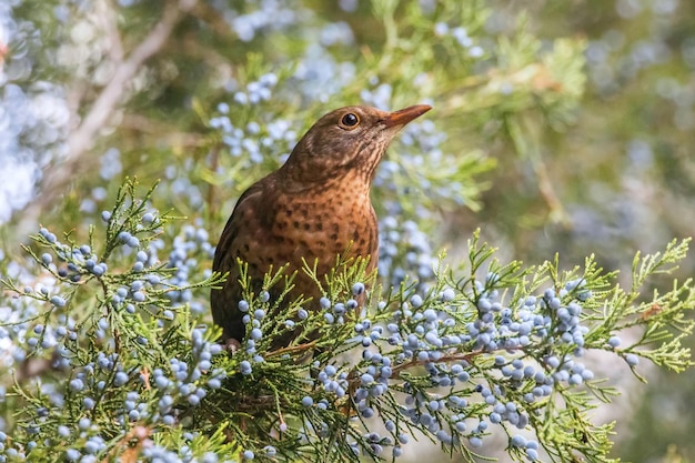 Amsel (Turdus merula) eurasische Amsel Weibchen sitzt im Baum