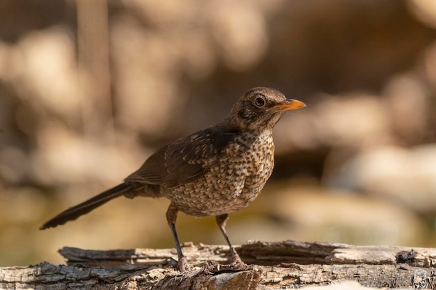 Amsel (Turdus merula) Malaga, Spanien