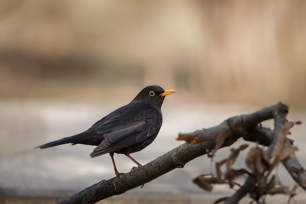 Amsel Turdus Merula singt in einem Baum