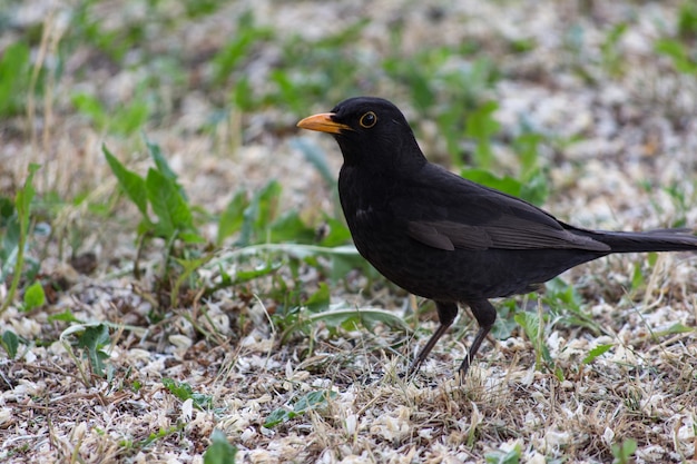 Amsel, Turdus merula