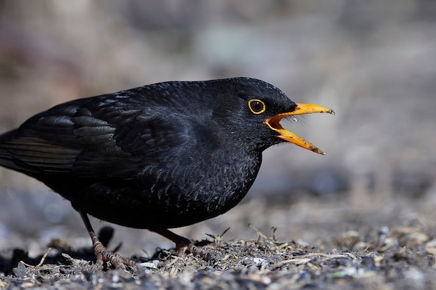 Amsel (Turdus merula)