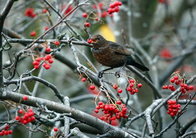 Amseln fressen Winterbeeren