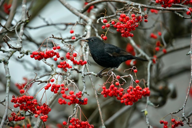 Amseln fressen Winterbeeren