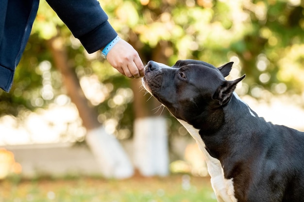 Amstaff-Hund nimmt Futter aus der Hand der Gastgeberin