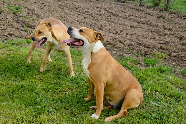 Amstaff-Hund ruht sich aus, nachdem er mit ausgestreckter Zunge gelaufen ist