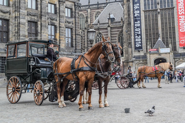 AMSTERDAM, PAÍSES BAJOS, 3 DE JUNIO DE 2016: Vista de un carruaje con caballos y los edificios históricos en Ámsterdam, Países Bajos, el 3 de junio de 2016.