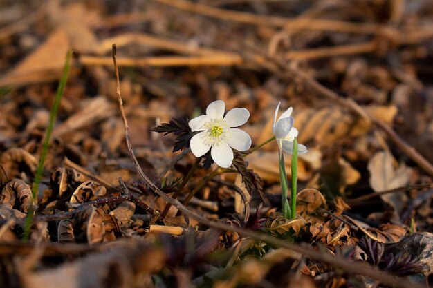 Amur anêmona anêmona branca flores