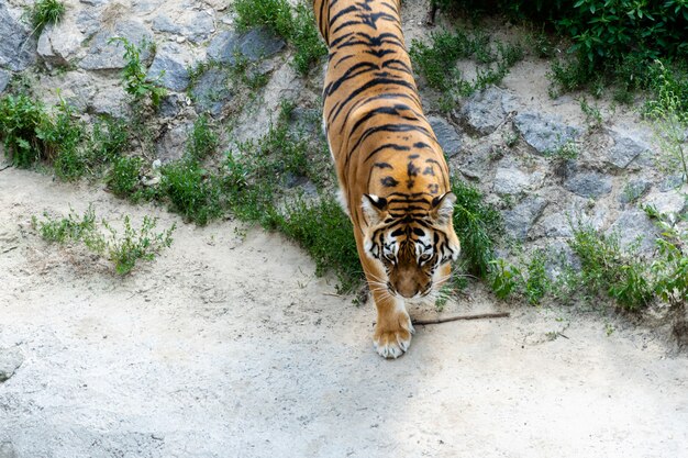 Foto amur grande tigre para caçar.