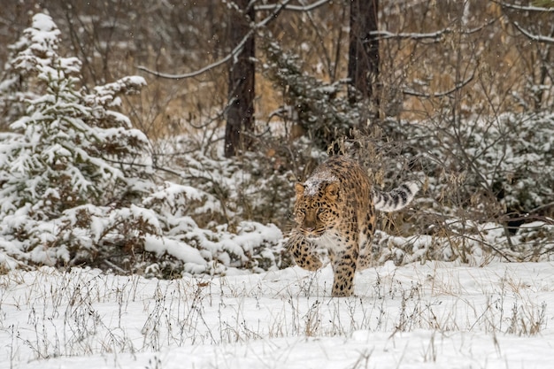 Amur-Leopard geht durch einen verschneiten Wald, Schnee verkrustet auf seinem Rücken