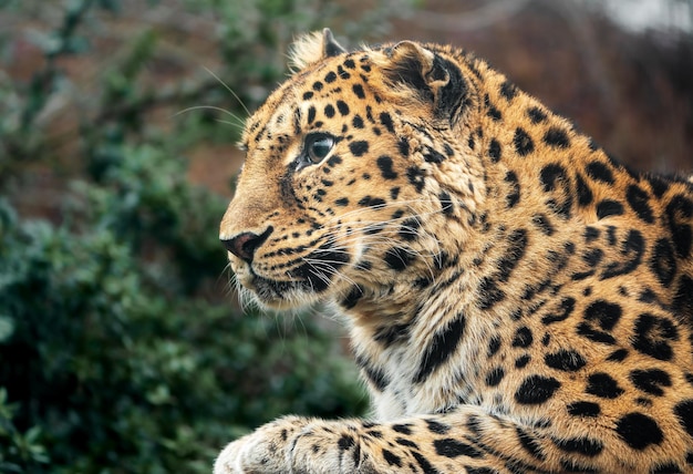 amur-Leopard