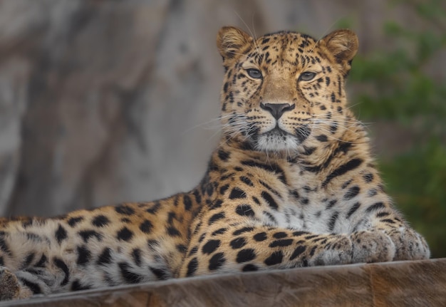 Amur leopardo