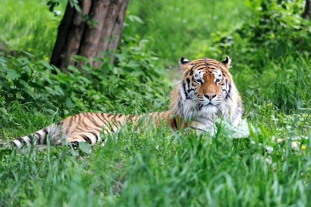 Amur-Tiger auf grünem Gras im Sommertag