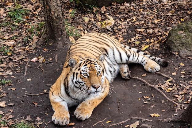 Amur-Tiger im Herbstwald