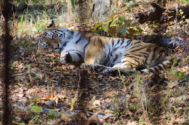 Amur-Tiger in einem natürlichen Lebensraum.