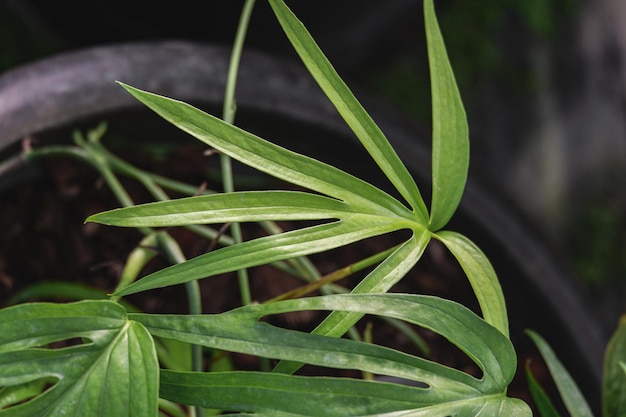 Amydrium zippelianum ist eine exotische Pflanze, die in Haus und Garten wachsen kann