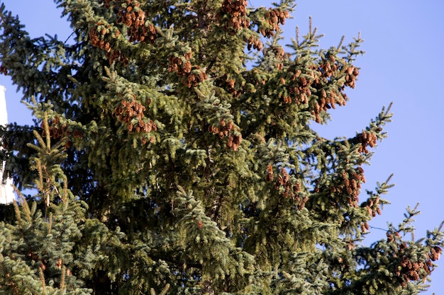 An den Zweigen des Weihnachtsbaumes hängen viele Zapfen.