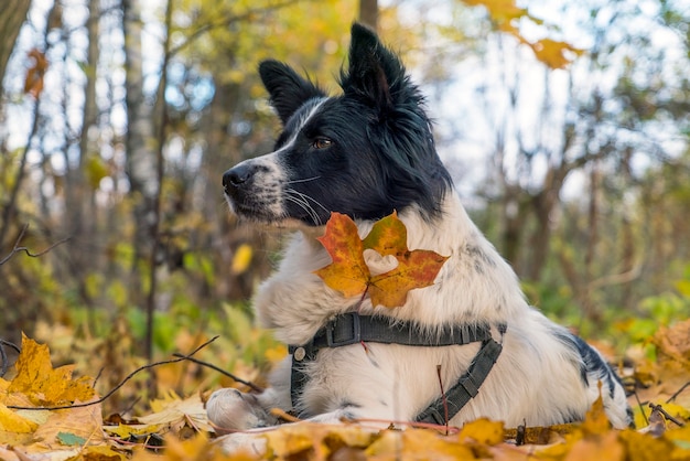 An der Brust des Hundes hängt ein Herz aus gelbem Ahornblatt.