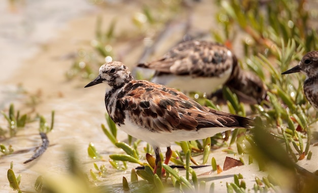 An der Küste des Barfußstrandes nistet der Nistvogel Arenaria interpres.