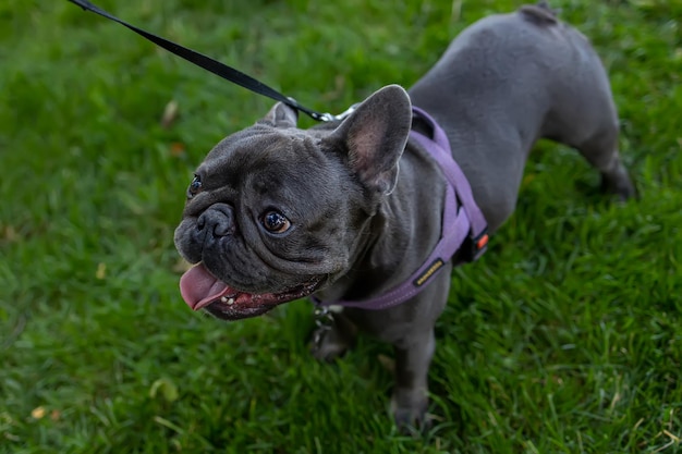 An der Leine französische Bulldogge, die im Park auf dem Rasen spazieren geht