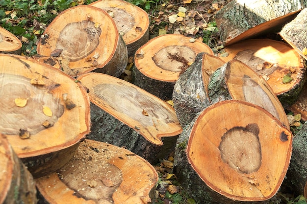 An der Straße liegen geschnittene Holzstücke zum Trocknen