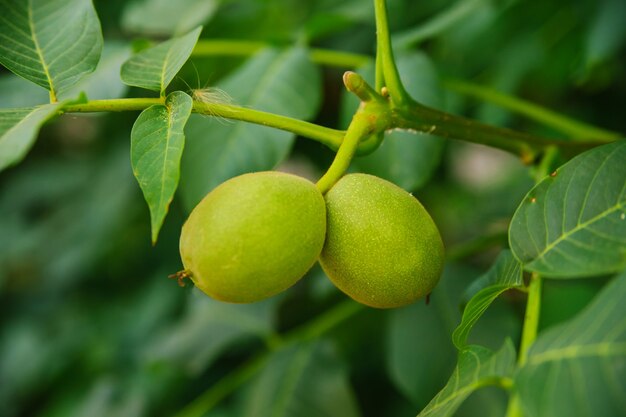 An einem Ast hängt eine grüne Walnuss. Eine unreife Frucht einer Nuss. Gärtnern und Gärtnern.