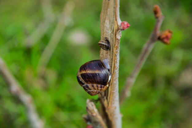 An einem Baum hängen eine große und eine kleine Schnecke, der Hintergrund ist unscharf. Foto in hoher Qualität