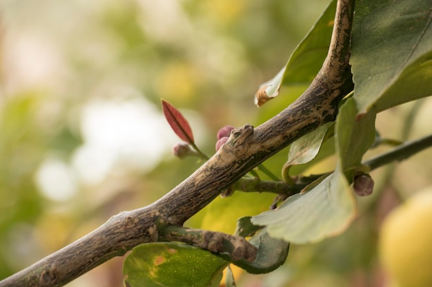 An einem Baum wächst ein einzelnes Blatt