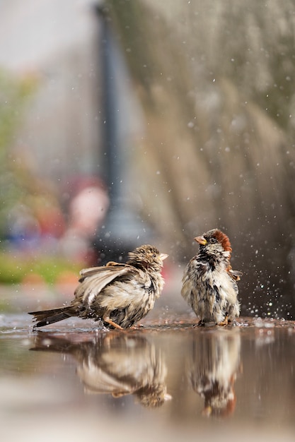 An einem heißen Sommertag baden zwei nasse Spatzen im Wasser