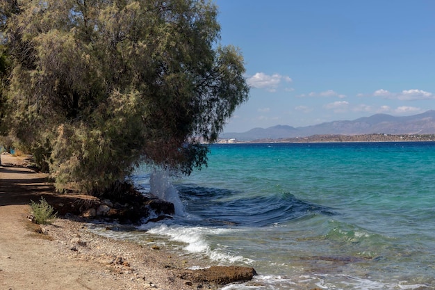 An einem Kiesstrand in der Nähe des Wassers wachsen große Tamarix-Bäume