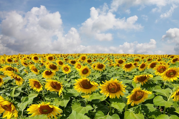 An einem klaren Tag blühen Sonnenblumen und Sonnenlicht.