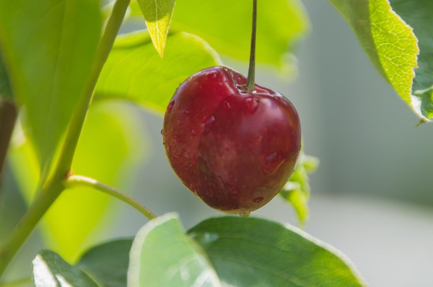 An einem Sommertag an einem Busch reifer Kirschen hängen.