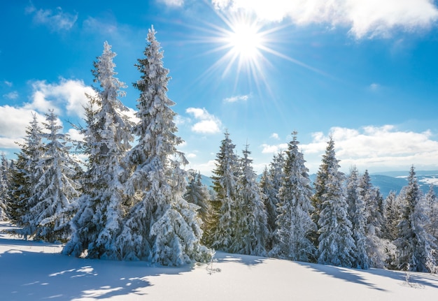 An einem sonnigen, frostigen Wintertag wachsen auf einem hügeligen, schneebedeckten Wald hohe, schlanke, schneebedeckte Tannen. Konzeptreise zu unbekannten rauen Orten des Planeten