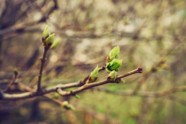 An einem sonnigen Frühlingstag blühen junge Fliederblätter an einem Zweig