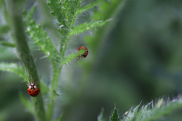 An einem sonnigen Tag läuft ein roter Marienkäfer auf flauschigen grünen Blättern