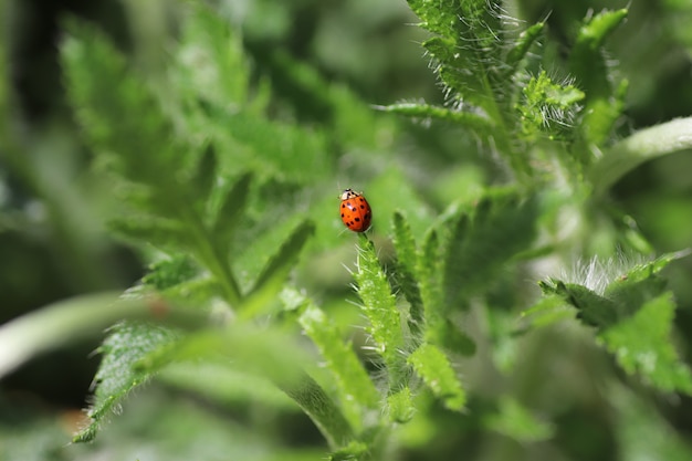 An einem sonnigen Tag läuft ein roter Marienkäfer auf flauschigen grünen Blättern