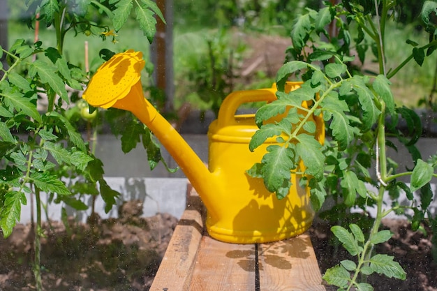 An einem sonnigen Tag steht in einem Gewächshaus eine gelbe Plastikgießkanne neben jungen Tomatensträuchern