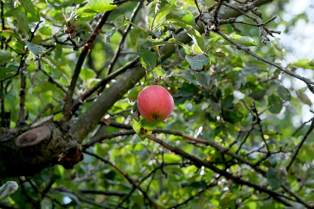 An einem strahlend sonnigen Sommertag reifen Äpfel auf einem Ast im Garten, Nahaufnahme