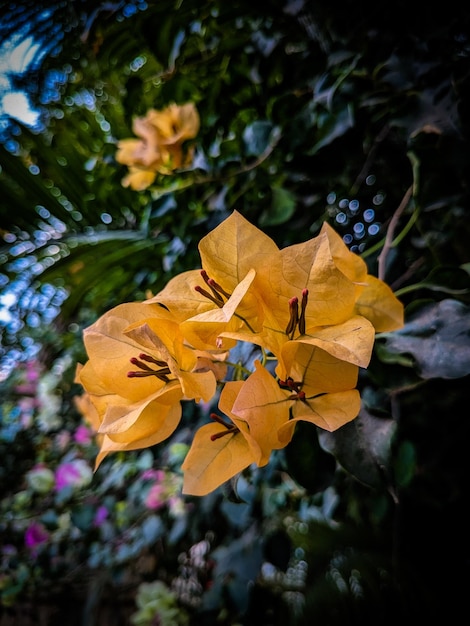 An einem Strauch blüht eine gelbe Blume.