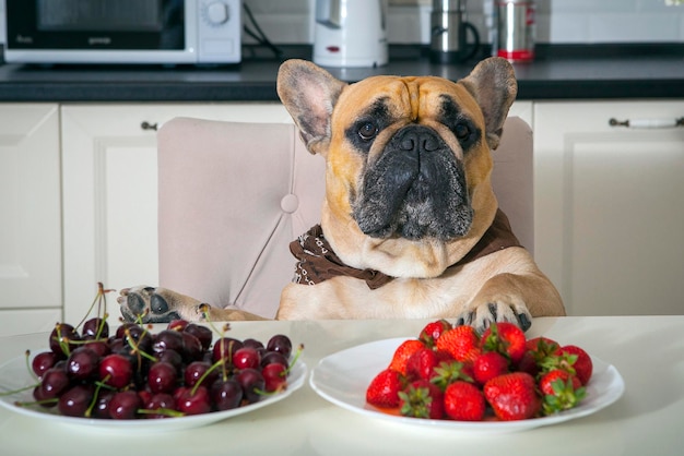 An einem Tisch mit Erdbeeren und Kirschen sitzt eine französische Bulldogge