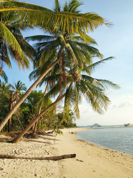 An einem tropischen Sandstrand am Meer hängt eine Schaukel an einer Palme. Sonnenuntergang am Strand.