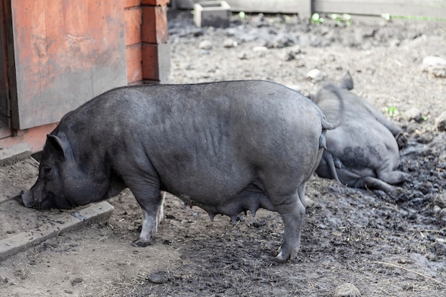 Foto an einem warmen sommertag steht ein schwarzes wildschwein im schlamm