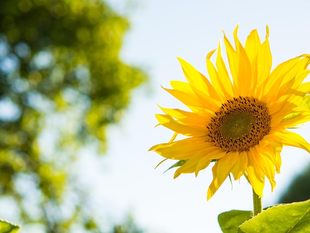 An sonnigen Tagen blühen Sonnenblumen vor dem Hintergrund der himmelschönen Sonnenblumennahaufnahme