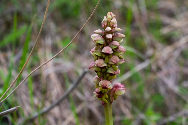 Foto anacamptis coriophora-pflanze