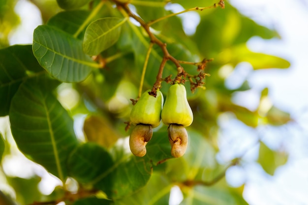 Anacardium occidentale de anacardos maduros crecen en la rama de un árbol en el jardín