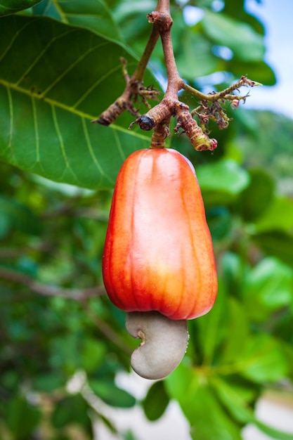 Anacardo con nuez en el árbol