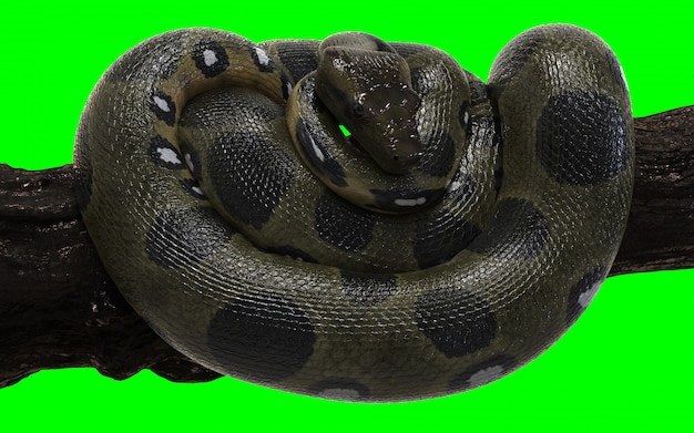 Anaconda verde do constrictor de boa com trajeto de grampeamento.